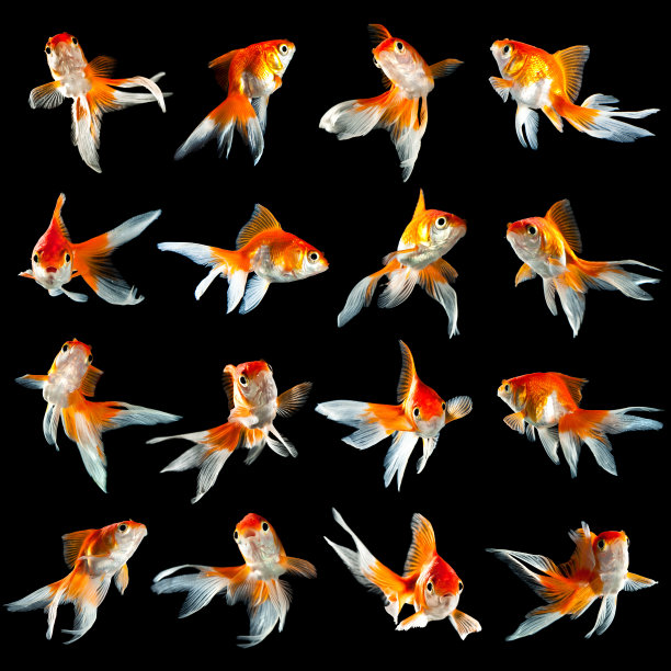 carassius