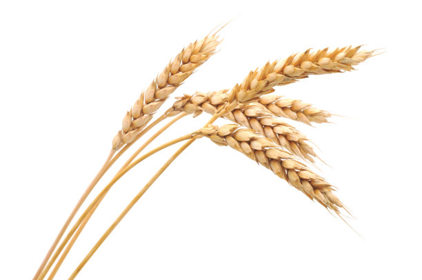 麦子 小麦 