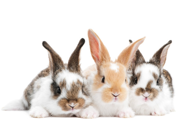 bunny
