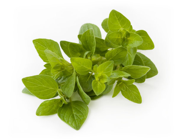 oregano