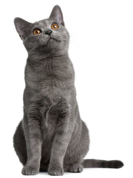 attentive