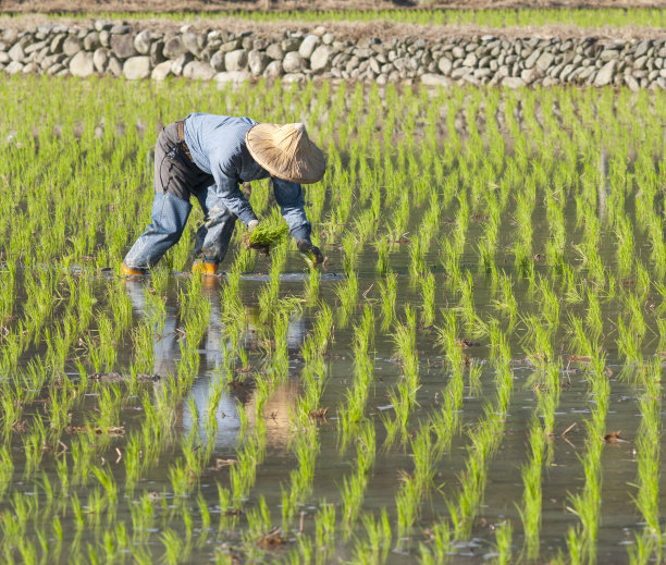水稻栽培