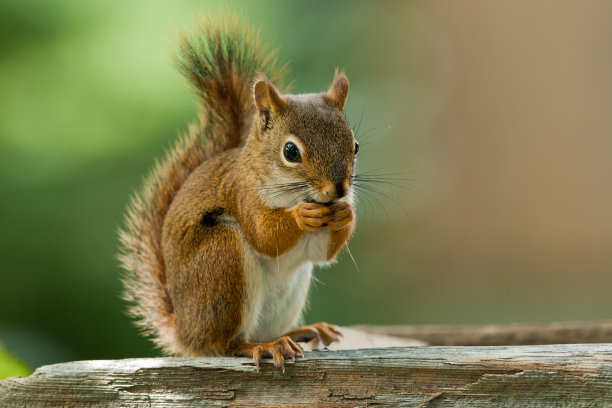 squirrel