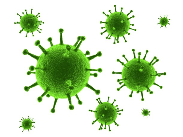 bacteria