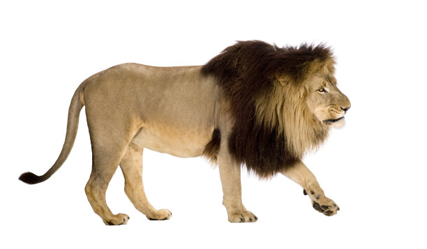 lions
