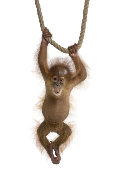 monkey