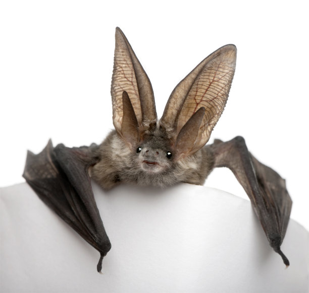 bat