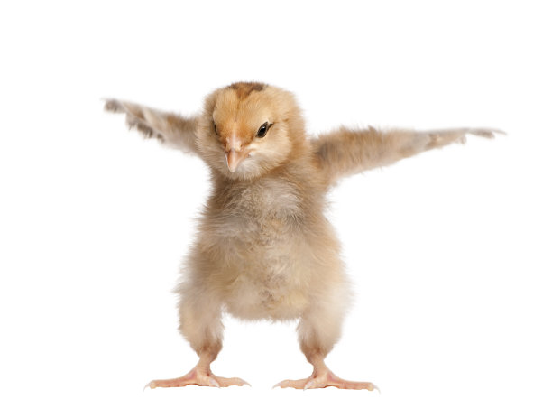 chick