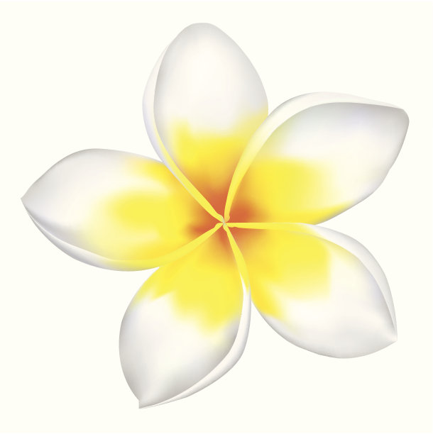 frangipani