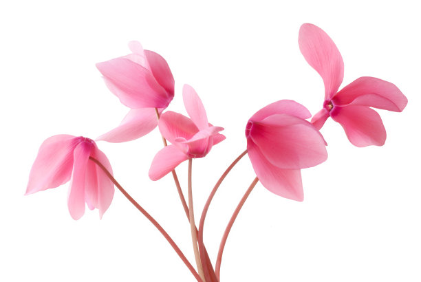 cyclamen