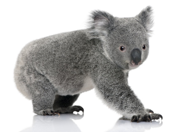 koala