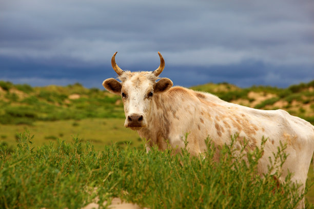 内蒙古草原黄牛