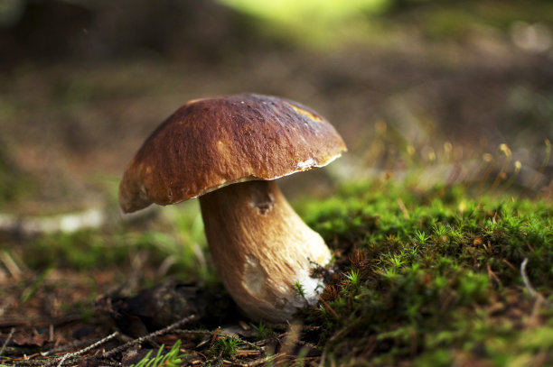 mushroom