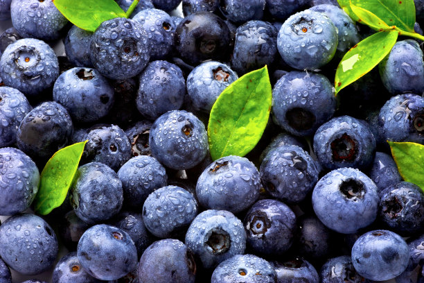 ericaceae