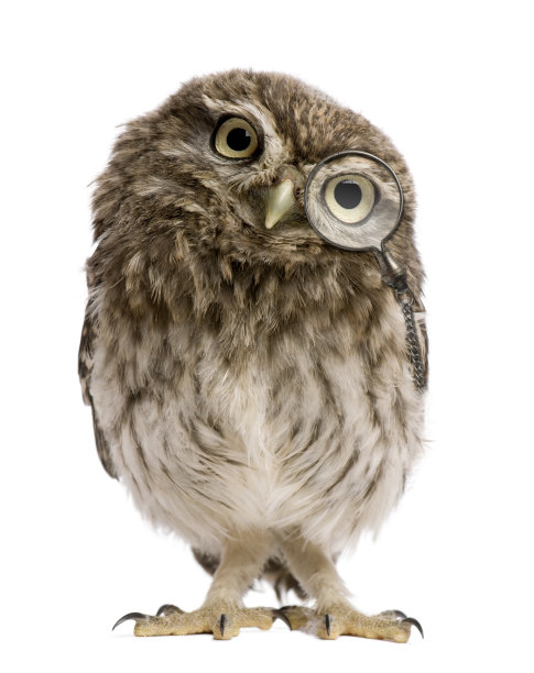 bubo
