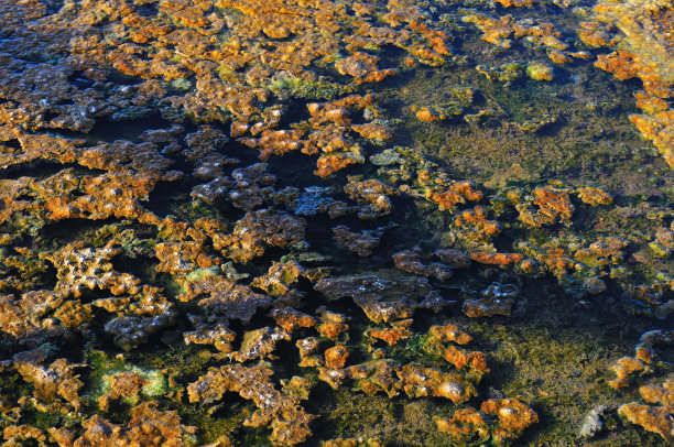 金色藻类