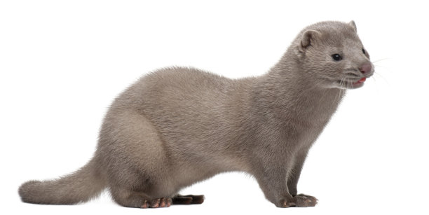 mustela