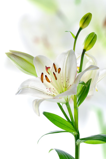 lily