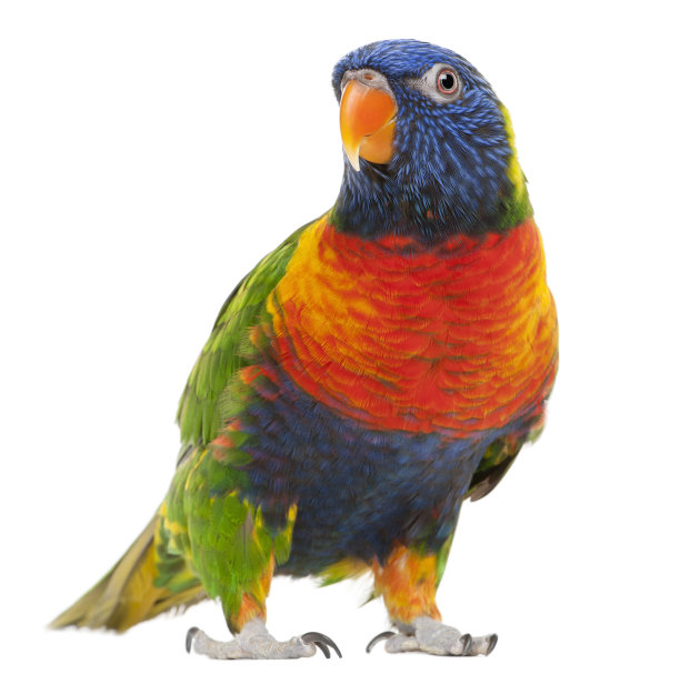 parrots