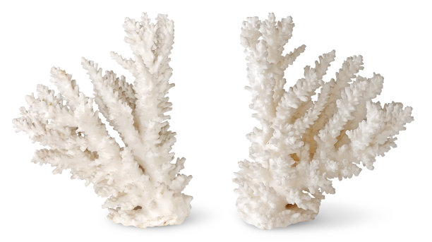 corals