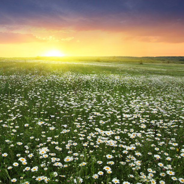 flowering