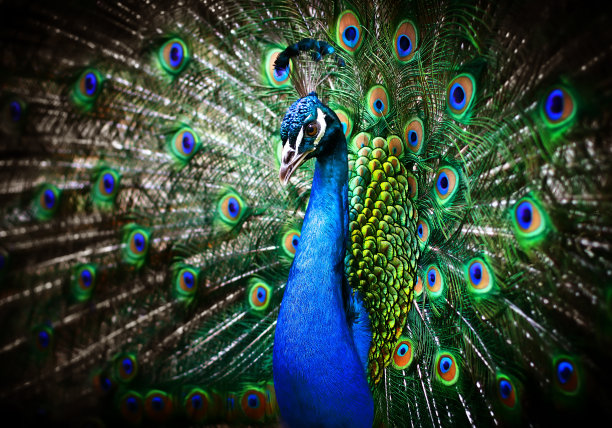 peacock
