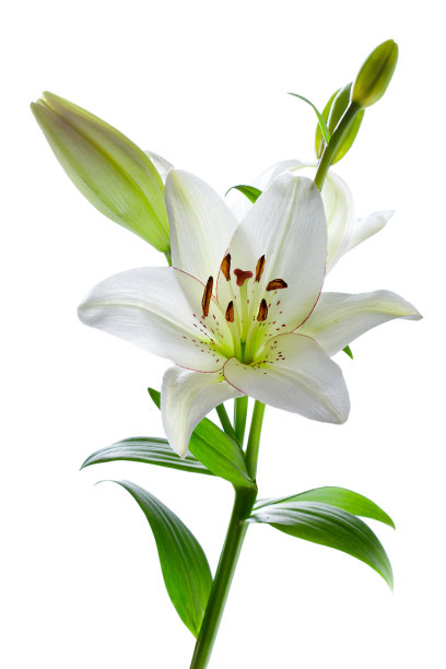 lilium