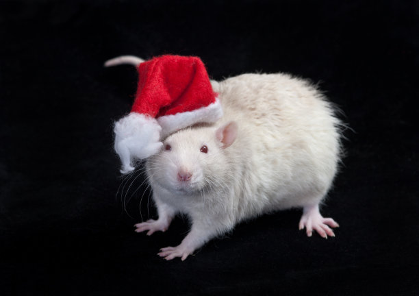 圣诞老人老鼠