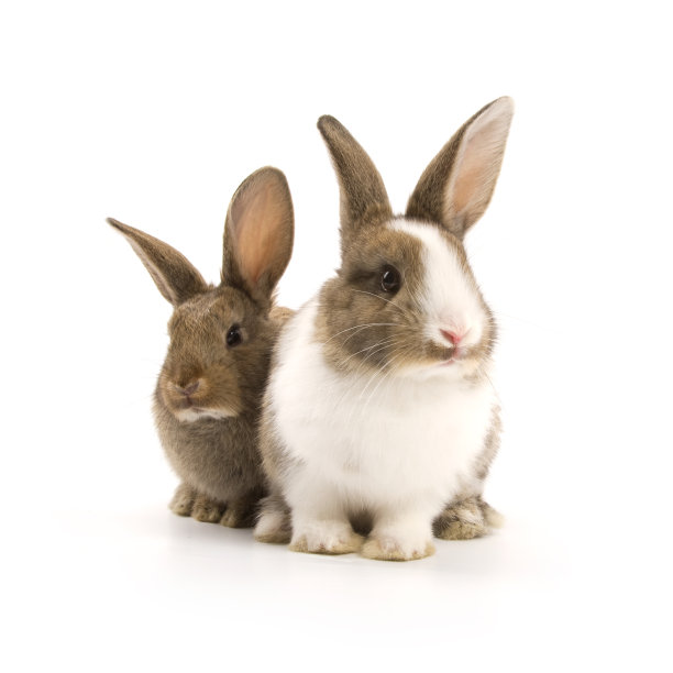 bunny