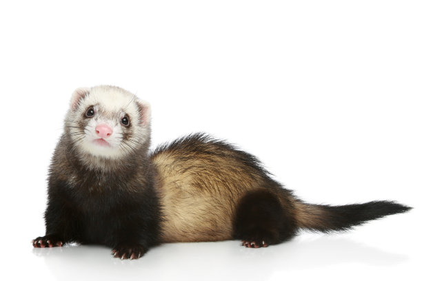 mustela