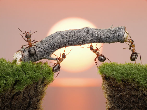 ant