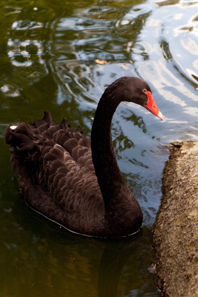 池塘里的黑天鹅