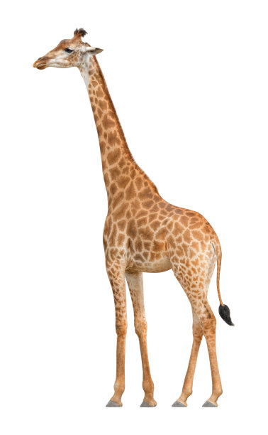 horned