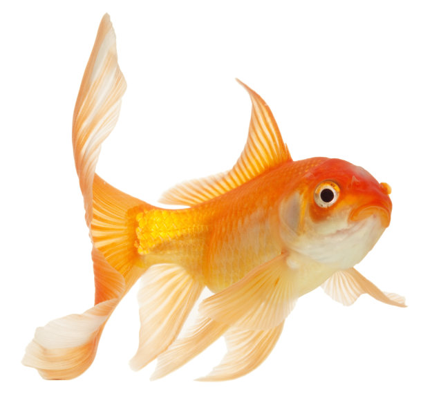 carassius