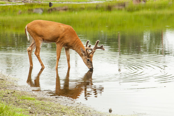 deer