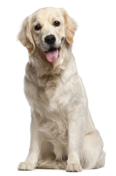 doggy