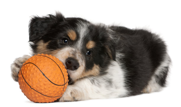 狗狗打篮球