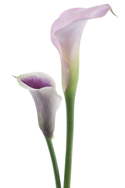zantedeschia
