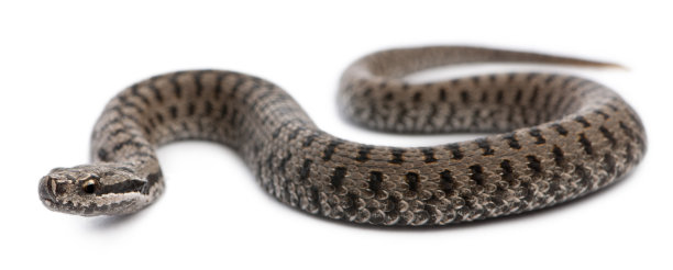 atheris