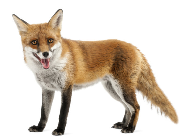 fox