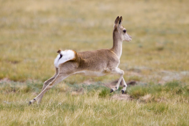 antelope