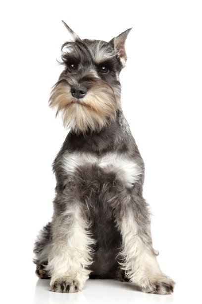 schnauzer