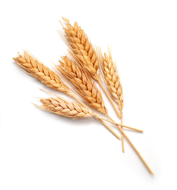 麦子小麦