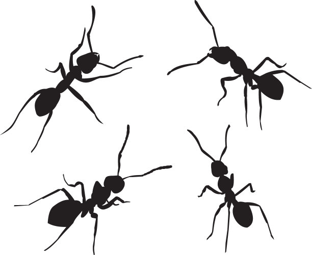 蚂蚁剪影