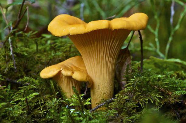 mushroom