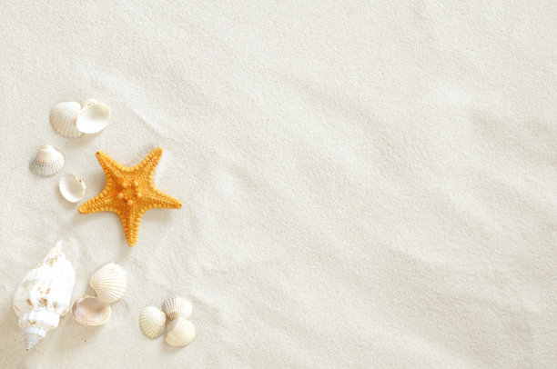 seashell