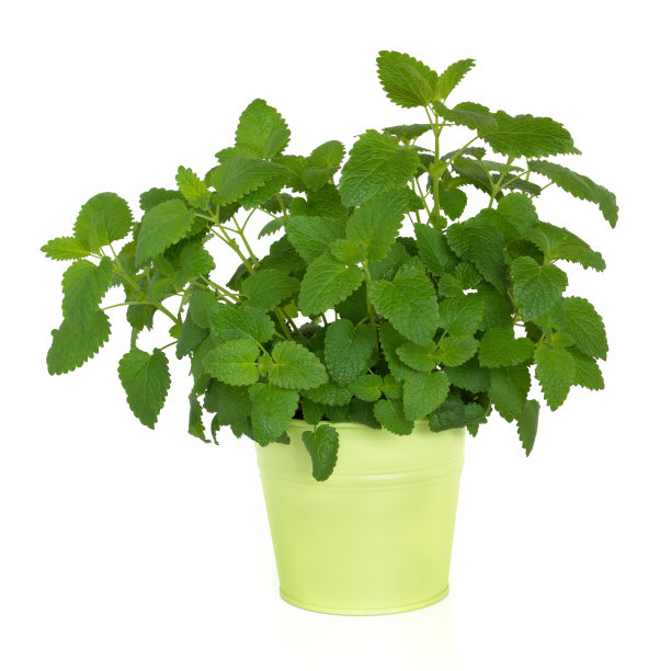 herb