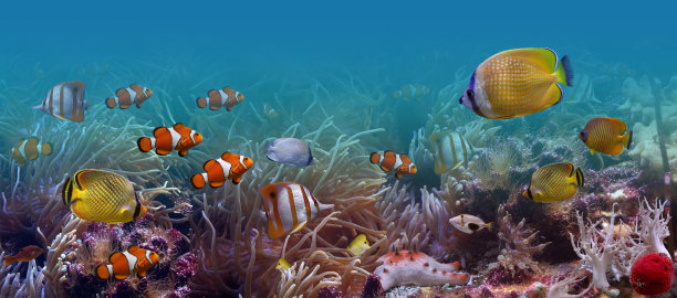 水下世界珊瑚热带鱼