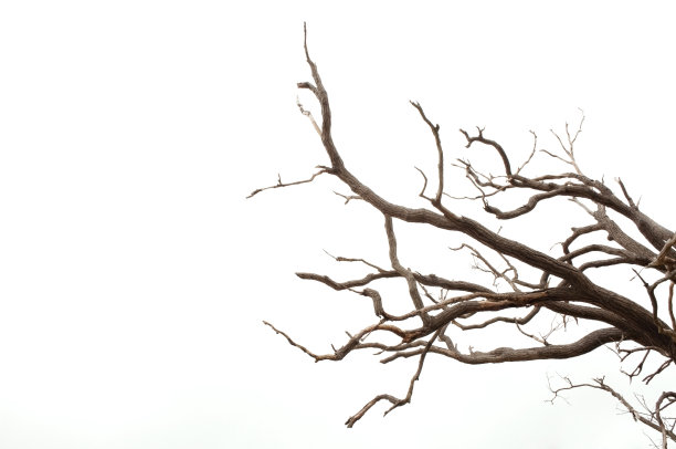 branches