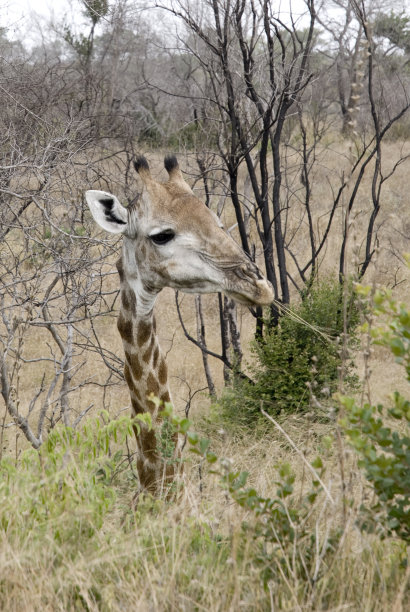长颈鹿进食